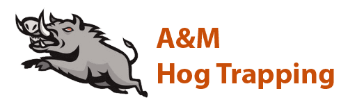 A&M Hog Trapping