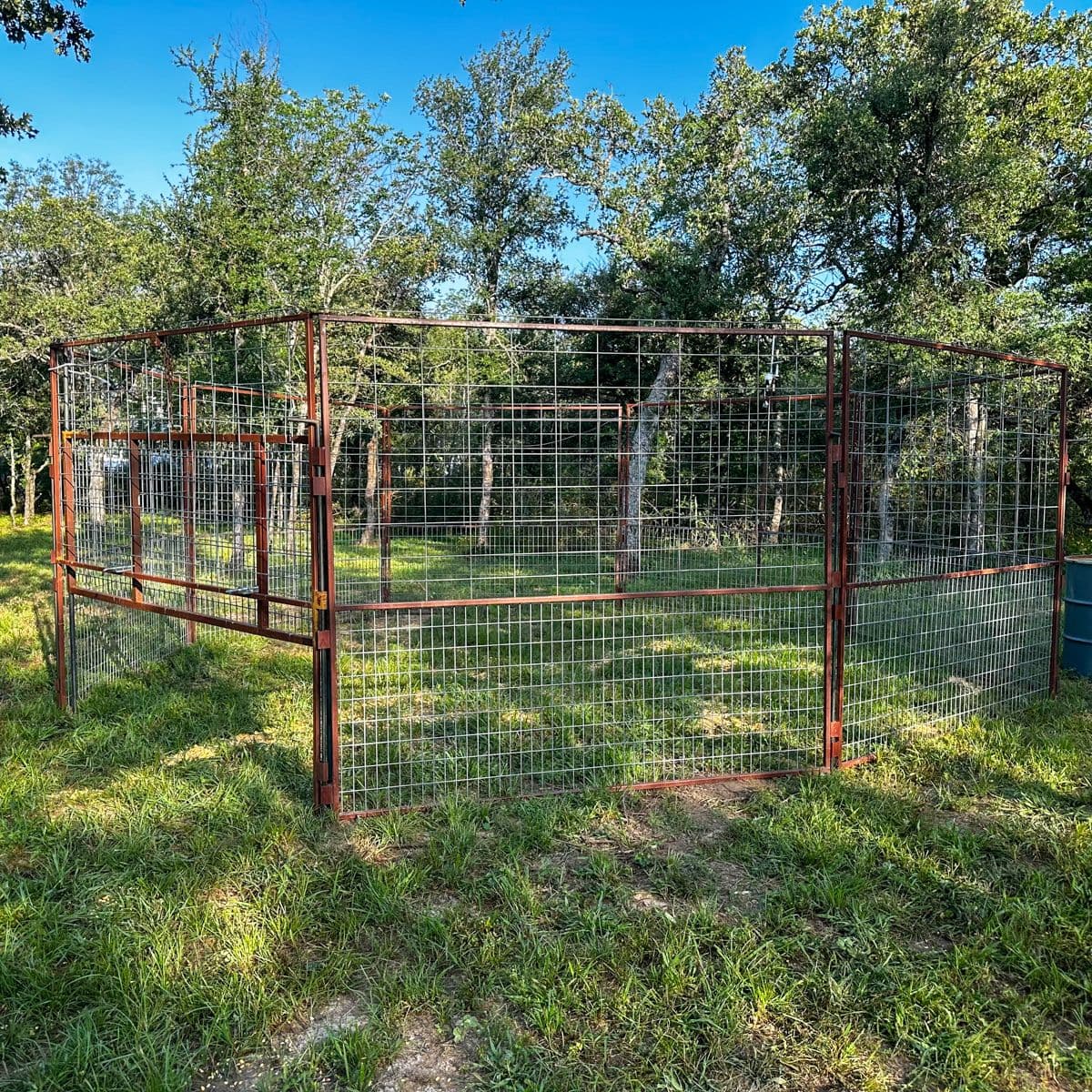 image of a metal hog trap in a meadow