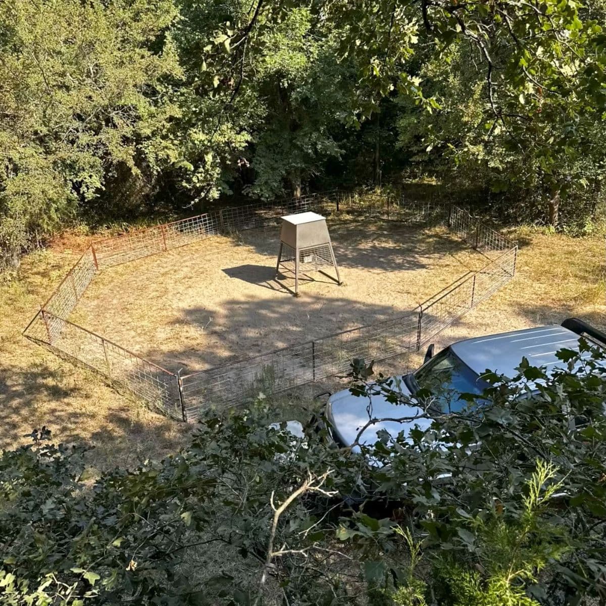image of a hog trap in an opening with a large feeder in the middle of the fencing