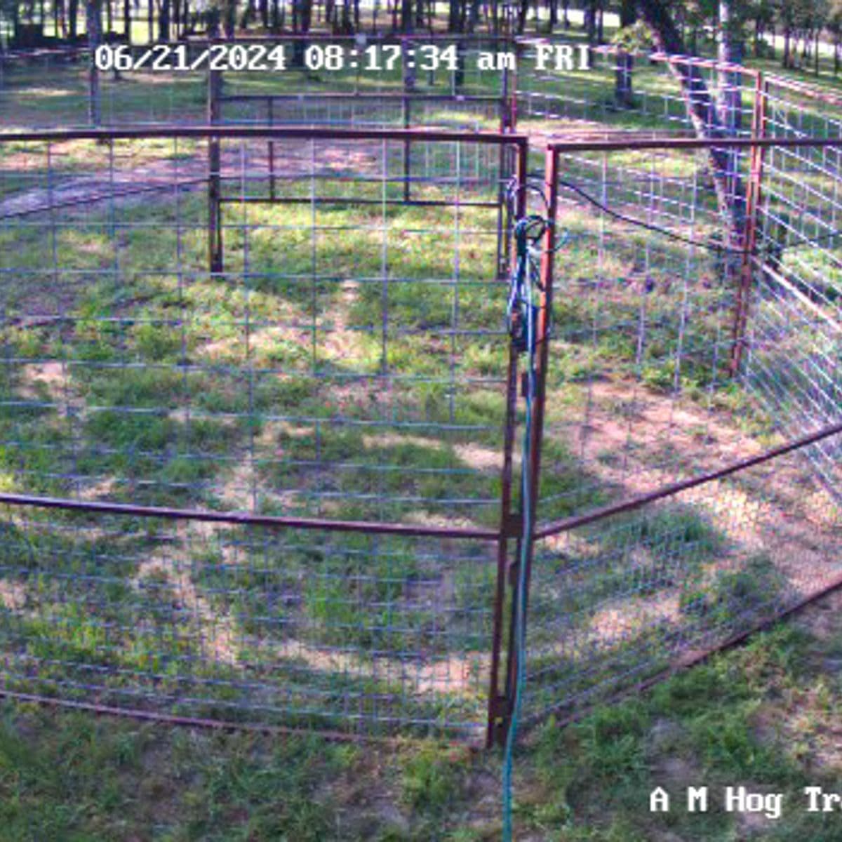 image from a game camera of a hog trap setup in the woods